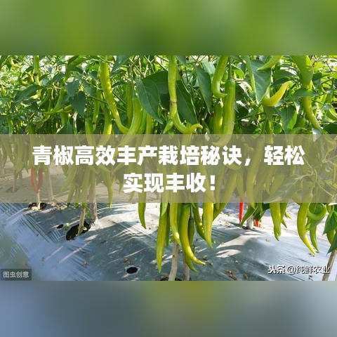 青椒高效豐產(chǎn)栽培秘訣，輕松實(shí)現(xiàn)豐收！