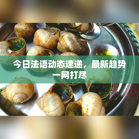 今日法語動態(tài)速遞，最新趨勢一網(wǎng)打盡