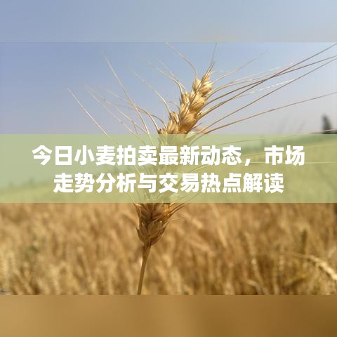今日小麥拍賣最新動態(tài)，市場走勢分析與交易熱點解讀