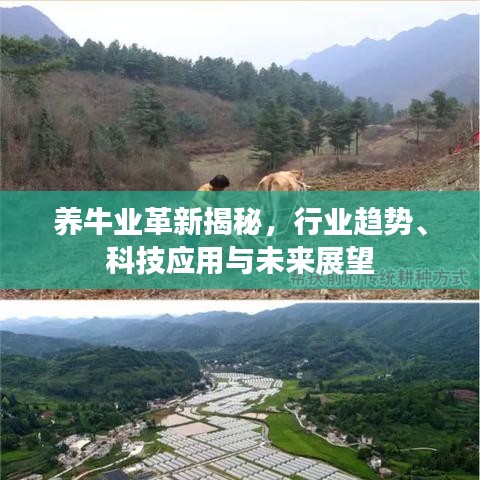 養(yǎng)牛業(yè)革新揭秘，行業(yè)趨勢(shì)、科技應(yīng)用與未來(lái)展望