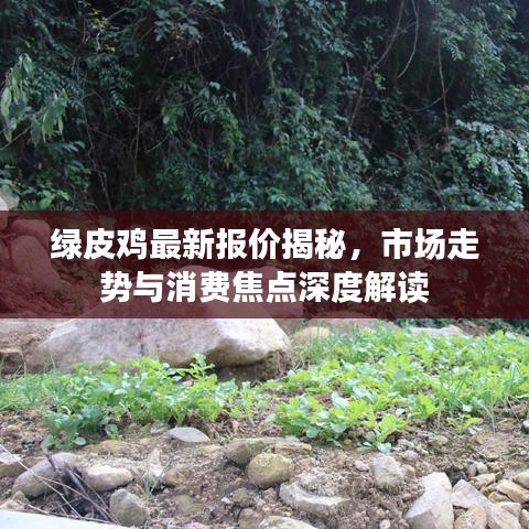 綠皮雞最新報(bào)價(jià)揭秘，市場(chǎng)走勢(shì)與消費(fèi)焦點(diǎn)深度解讀