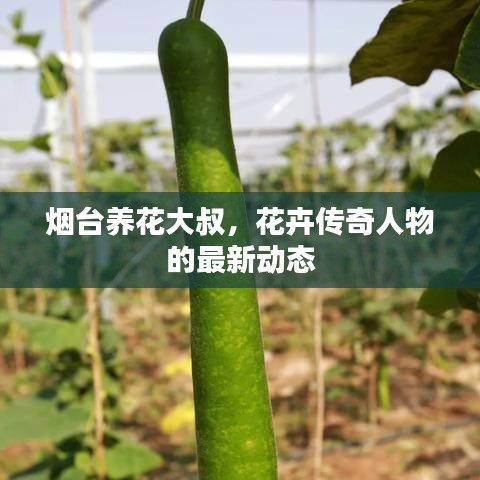煙臺(tái)養(yǎng)花大叔，花卉傳奇人物的最新動(dòng)態(tài)