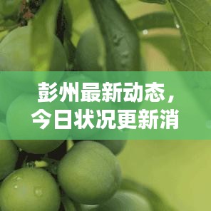 彭州最新動態(tài)，今日狀況更新消息速遞