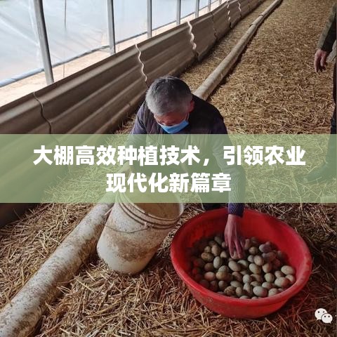 大棚高效種植技術(shù)，引領(lǐng)農(nóng)業(yè)現(xiàn)代化新篇章