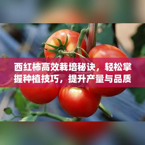 西紅柿高效栽培秘訣，輕松掌握種植技巧，提升產(chǎn)量與品質(zhì)！