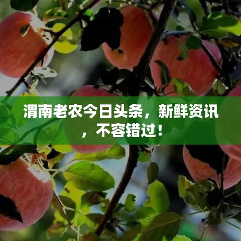 渭南老農(nóng)今日頭條，新鮮資訊，不容錯過！