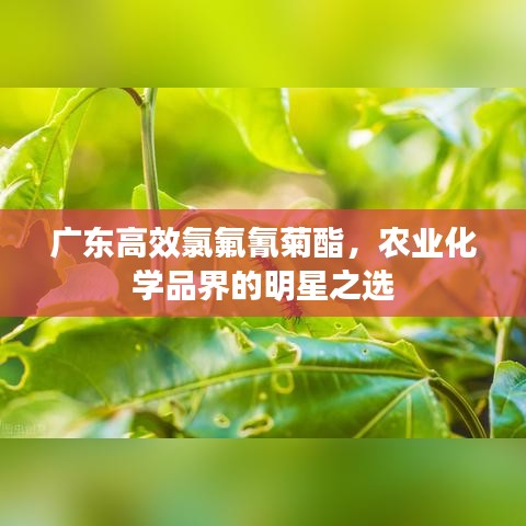 廣東高效氯氟氰菊酯，農(nóng)業(yè)化學(xué)品界的明星之選