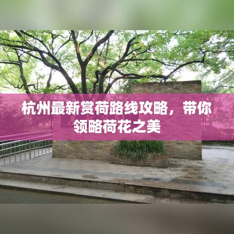 杭州最新賞荷路線攻略，帶你領(lǐng)略荷花之美