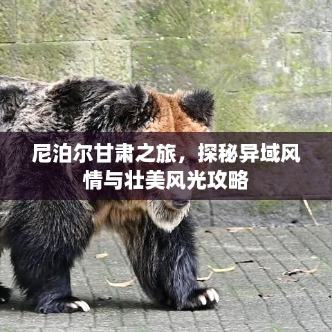 尼泊爾甘肅之旅，探秘異域風情與壯美風光攻略