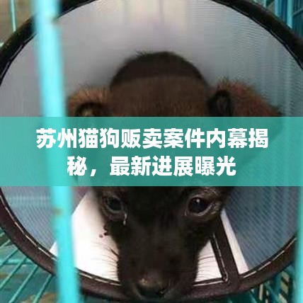 蘇州貓狗販賣案件內(nèi)幕揭秘，最新進展曝光
