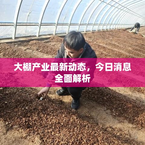 大棚產(chǎn)業(yè)最新動(dòng)態(tài)，今日消息全面解析