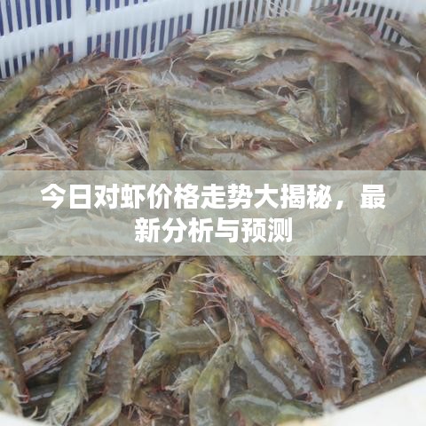 今日對蝦價格走勢大揭秘，最新分析與預(yù)測