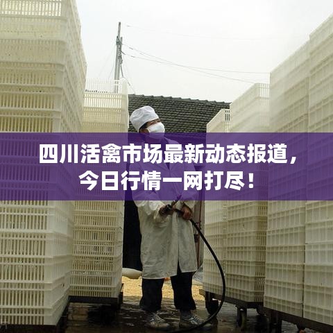 四川活禽市場最新動態(tài)報道，今日行情一網(wǎng)打盡！