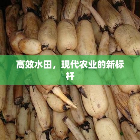 高效水田，現(xiàn)代農(nóng)業(yè)的新標(biāo)桿